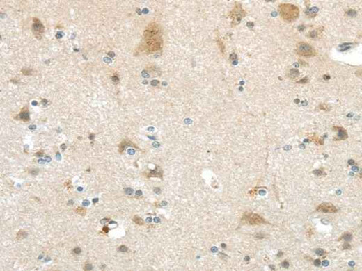 Anti-Human VSIG10 Antibody