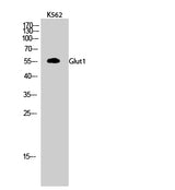 Western Blot analysis of K562 cells using GLUT-1 Polyclonal Antibody at dilution of 1:500.