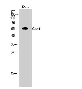 Western Blot analysis of K562 cells using GLUT-1 Polyclonal Antibody at dilution of 1:500.