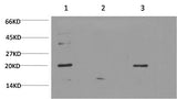 Western Blot analysis of 1) Hela, 2) C2C12, 3) PC-12 cells using Bax Monoclonal Antibody at dilution of 1:1000.