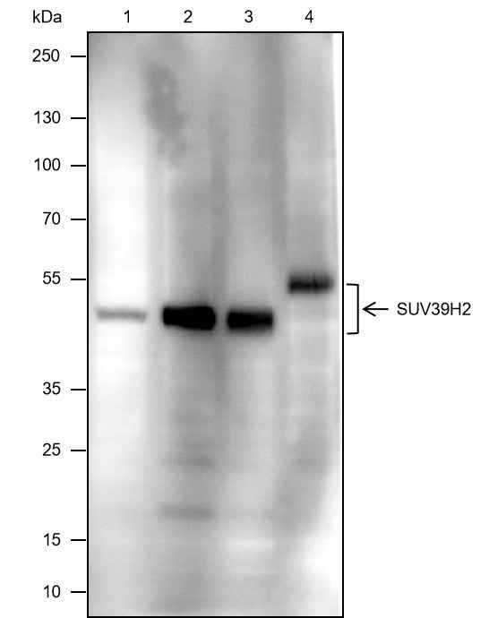 Anti-Human/Rat/Mouse SUV39H2 Antibody [A529]