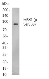 Anti-Human/Mouse/Rat MSK1 Antibody [B767]