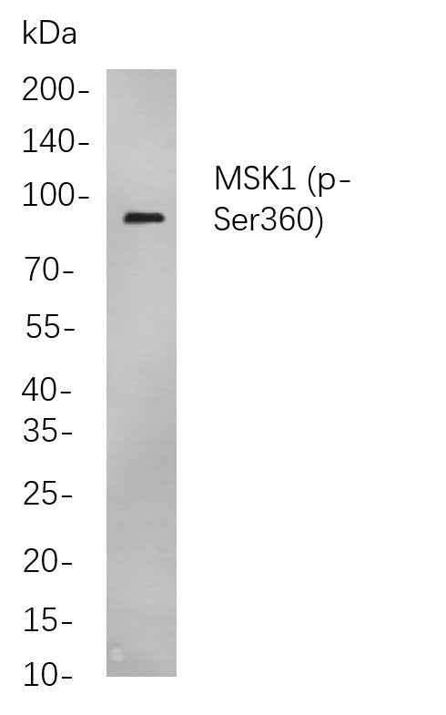 Anti-Human/Mouse/Rat MSK1 Antibody [B767]