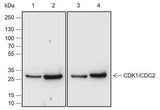 Anti-Human/Rat/Mouse/African green monkey CDK1/Cdc2 Antibody [A685]