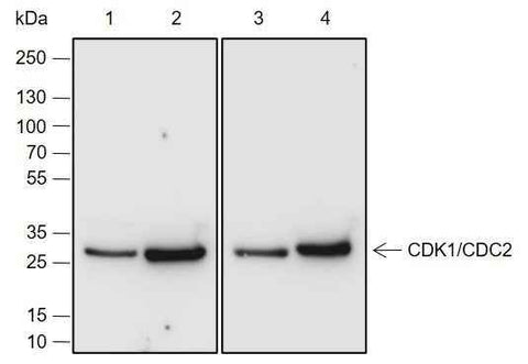 Anti-Human/Rat/Mouse/African green monkey CDK1/Cdc2 Antibody [A685] - ABMIUM