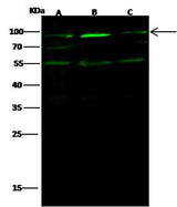 Anti-Human EZR Antibody [A1073] - ABMIUM