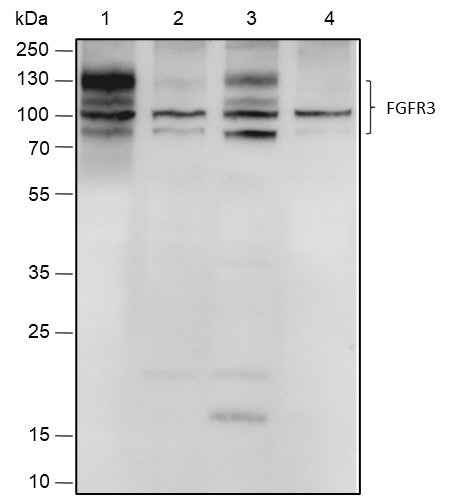 Anti-Human FGFR3 Antibody [A492] - ABMIUM