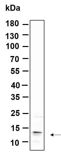 Anti-Human/Mouse/Rat C17orf61 Antibody [B955]