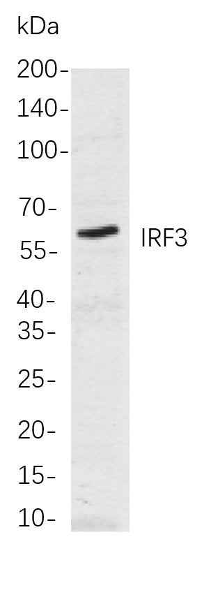 Anti-Human/Mouse/Rat IRF3 Antibody [B896] - ABMIUM