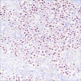 Anti-Human SALL4 Antibody [A354]