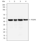 Anti-Rat/Mouse PCGF6 Antibody [A751]