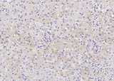 Anti-Human CES3 Antibody [B139]