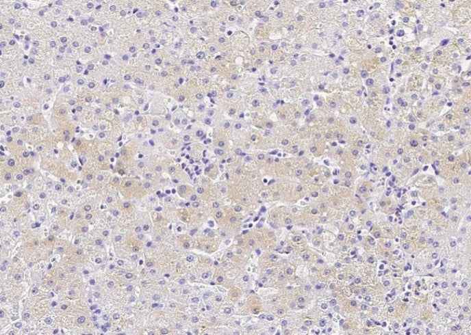 Anti-Human CES3 Antibody [B139]