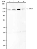 Anti-Human/Rat/Mouse KIF5B Antibody [A605]