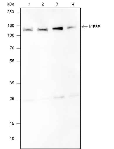 Anti-Human/Rat/Mouse KIF5B Antibody [A605]