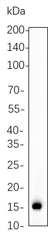 Anti-Human/Mouse/Rat Cleaved Caspase-7 Antibody [B1058] - ABMIUM