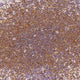 Anti-Human IL6 Antibody [A950] - ABMIUM
