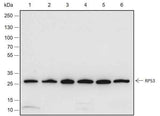 Anti-Human/Mouse RPS3 Antibody [A673]