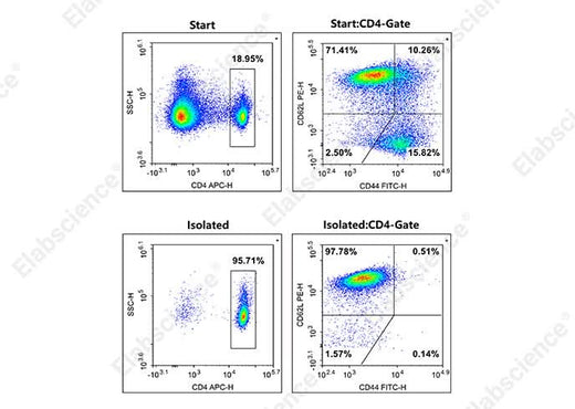 Naïve CD4+T cells(CD4+CD44lowCD62Lhigh) were isolated from the spleen cells of C57BL/6 mice, and were stained with APC Anti-Mouse CD4 Antibody[GK1.5](E-AB-F1097E)、FITC Anti-Mouse CD44 Antibody[NIM-R8] (AN00917C) and PE Anti-Mouse CD62L Antibody[MEL-14](E-AB-F1011D). The purities of start and final isolated fractions were 13.53% and 93.58%, respectively.