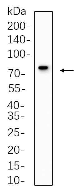 Anti-Human/Mouse/Rat MX1 Antibody [B567] - ABMIUM
