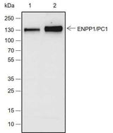 Anti-Human ENPP1/PC1 Antibody [A714]