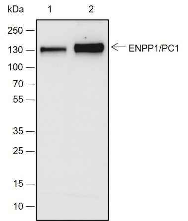 Anti-Human ENPP1/PC1 Antibody [A714] - ABMIUM