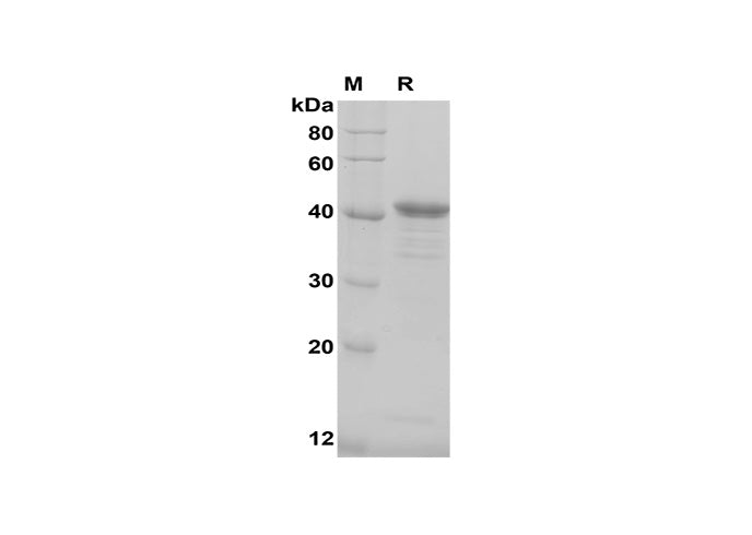 SDS-PAGE analysis of Human FGFBP2 proteins, 2 μg/lane of Recombinant Human FGFBP2 proteins, was resolved with SDS-PAGE under reducing conditions, showing bands at 40 kDa.