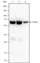 Anti-Human/Mouse Cdc23 Antibody [A522]