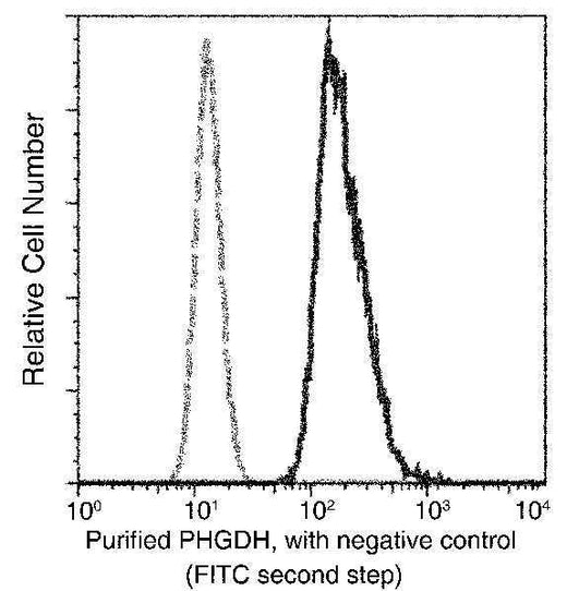 Anti-Human PHGDH Antibody [A983] - ABMIUM