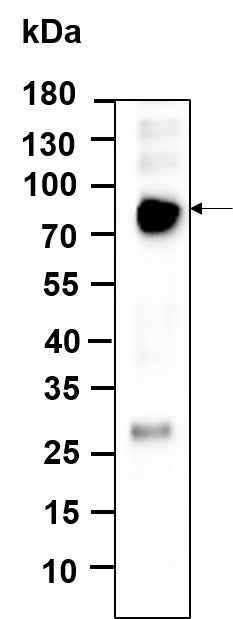 Anti-Human/Mouse/Rat FRS2 Antibody [B943] - ABMIUM