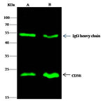 Anti-Human CD3E Antibody [A1132] - ABMIUM