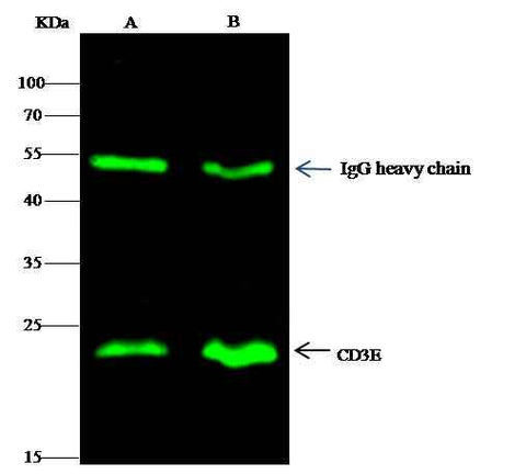 Anti-Human CD3E Antibody [A1132] - ABMIUM