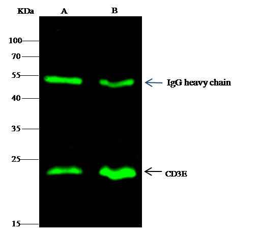 Anti-Human CD3E Antibody [A1132] - ABMIUM