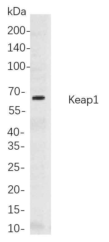 Anti-Human/Mouse/Rat Keap1 Antibody [B819] - ABMIUM