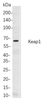 Anti-Human/Mouse/Rat Keap1 Antibody [B819]