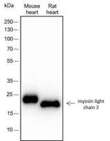 Anti-Human/Rat/Mouse Myosin Light Chain 3 Antibody [A310]