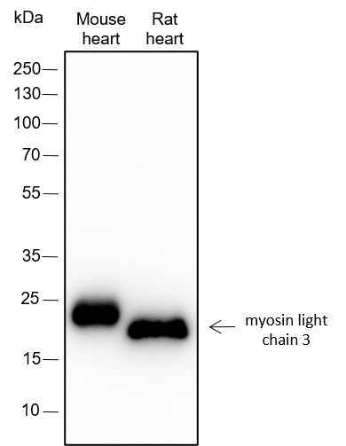 Anti-Human/Rat/Mouse Myosin Light Chain 3 Antibody [A310]