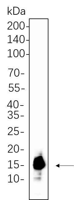 Anti-Human/Mouse/Rat Histone H3 Antibody [B668] - ABMIUM