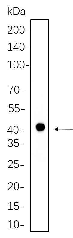 Anti-Human/Mouse/Rat PRAS40 Antibody [B1101] - ABMIUM