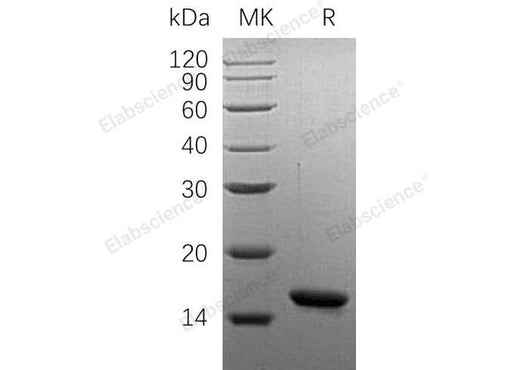 > 95 % as determined by reducing SDS-PAGE.