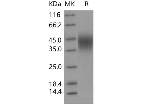 > 99 % as determined by reducing SDS-PAGE.