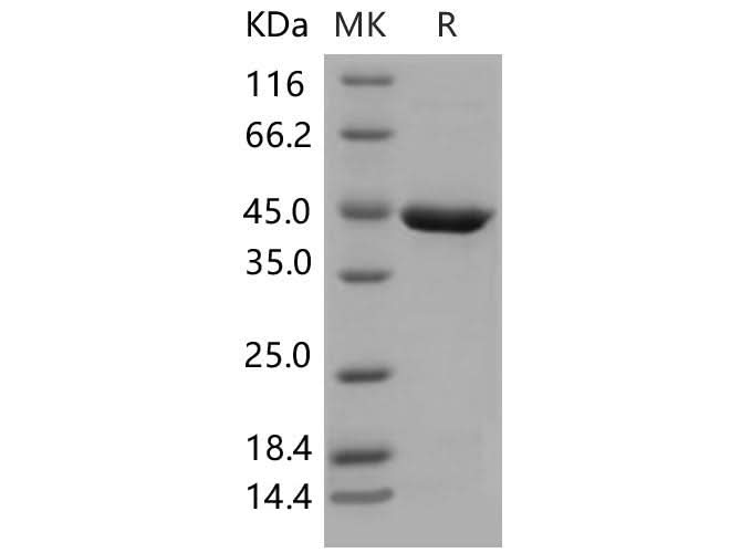 > 94 % as determined by reducing SDS-PAGE.