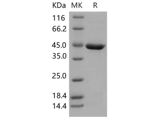 > 94 % as determined by reducing SDS-PAGE.