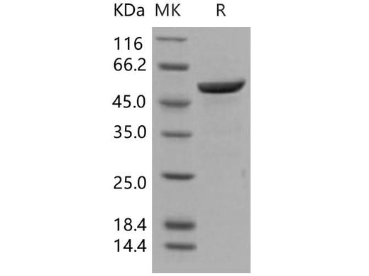 > 96 % as determined by reducing SDS-PAGE.