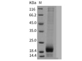 > 80 % as determined by reducing SDS-PAGE.