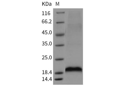 > 90 % as determined by reducing SDS-PAGE.