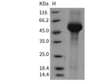 > 95 % as determined by reducing SDS-PAGE.