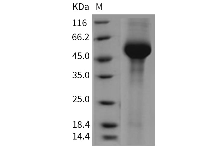 > 95 % as determined by reducing SDS-PAGE.