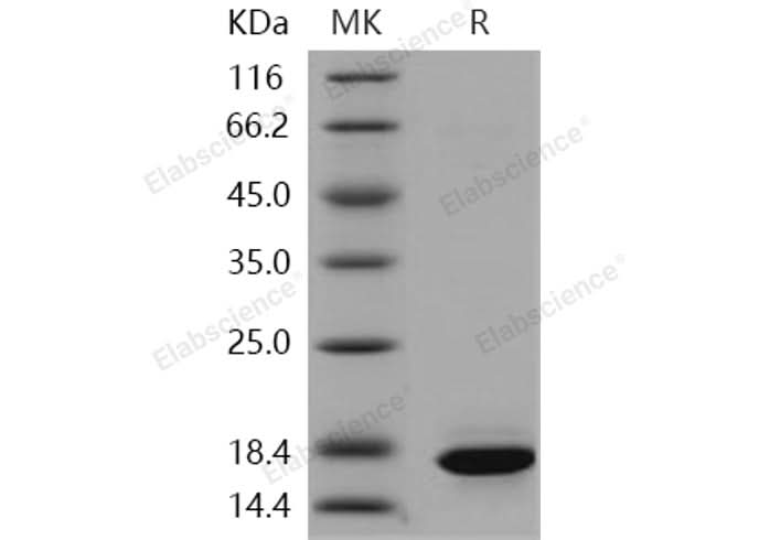 > 95 % as determined by reducing SDS-PAGE.