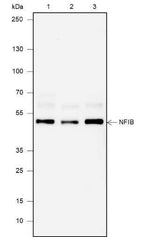 Anti-Human/Rat/Mouse NFIB Antibody [A666]
